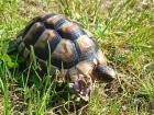 Breitrand-Schildkröten marginata - NZ 2020 und 2021 - günstig abzugeben